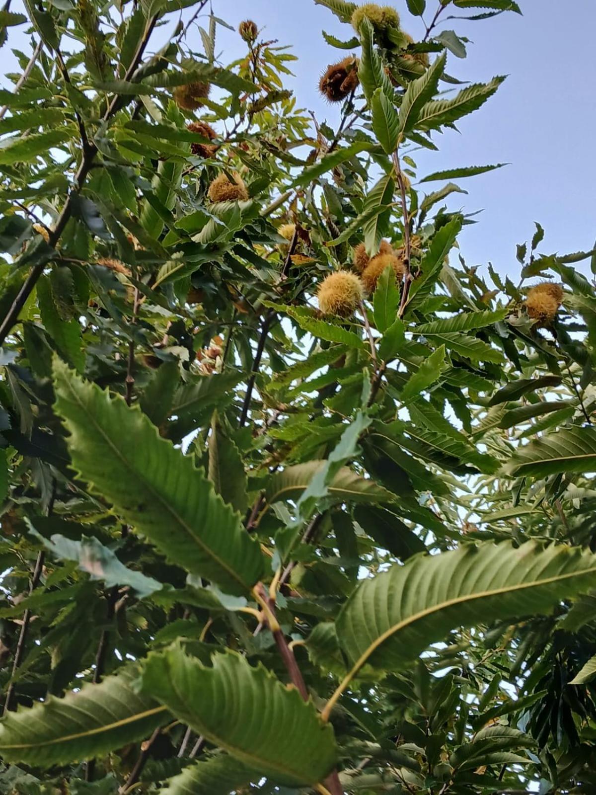 Terra Vitale Cava deʼ Tirreni Exterior foto